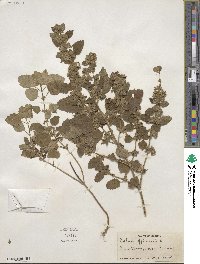 Clinopodium grandiflorum image