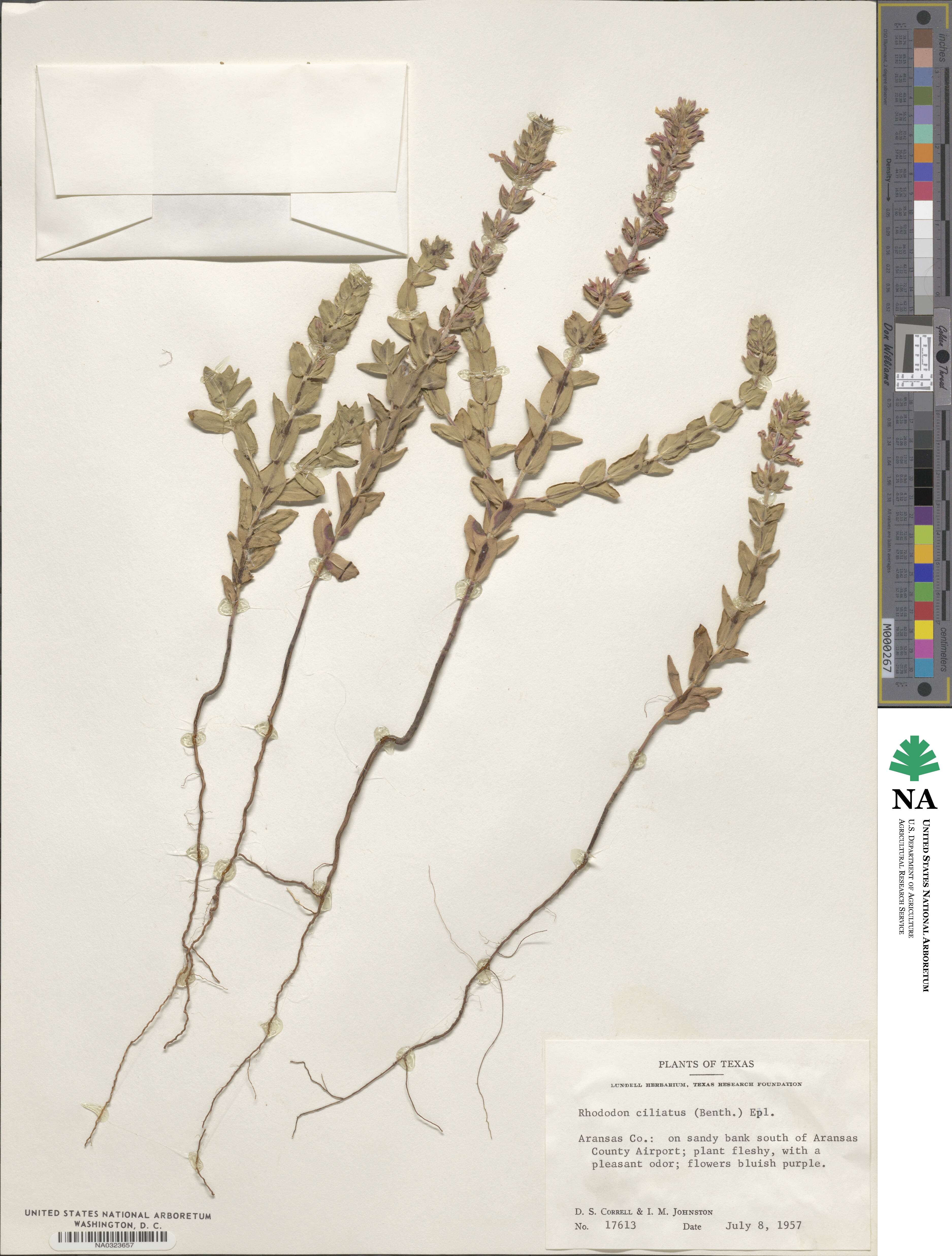 Rhododon ciliatus image