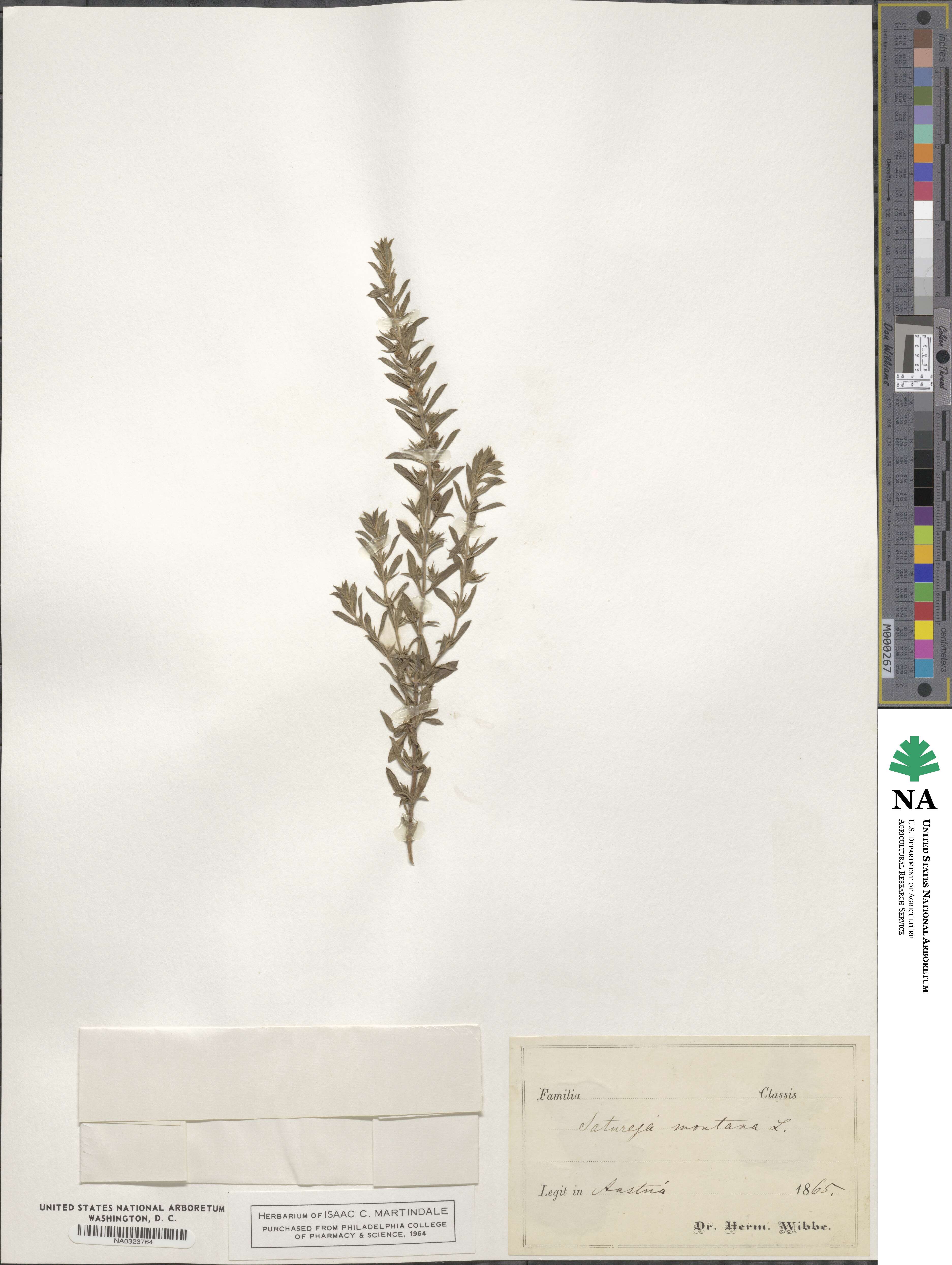 Satureja montana image