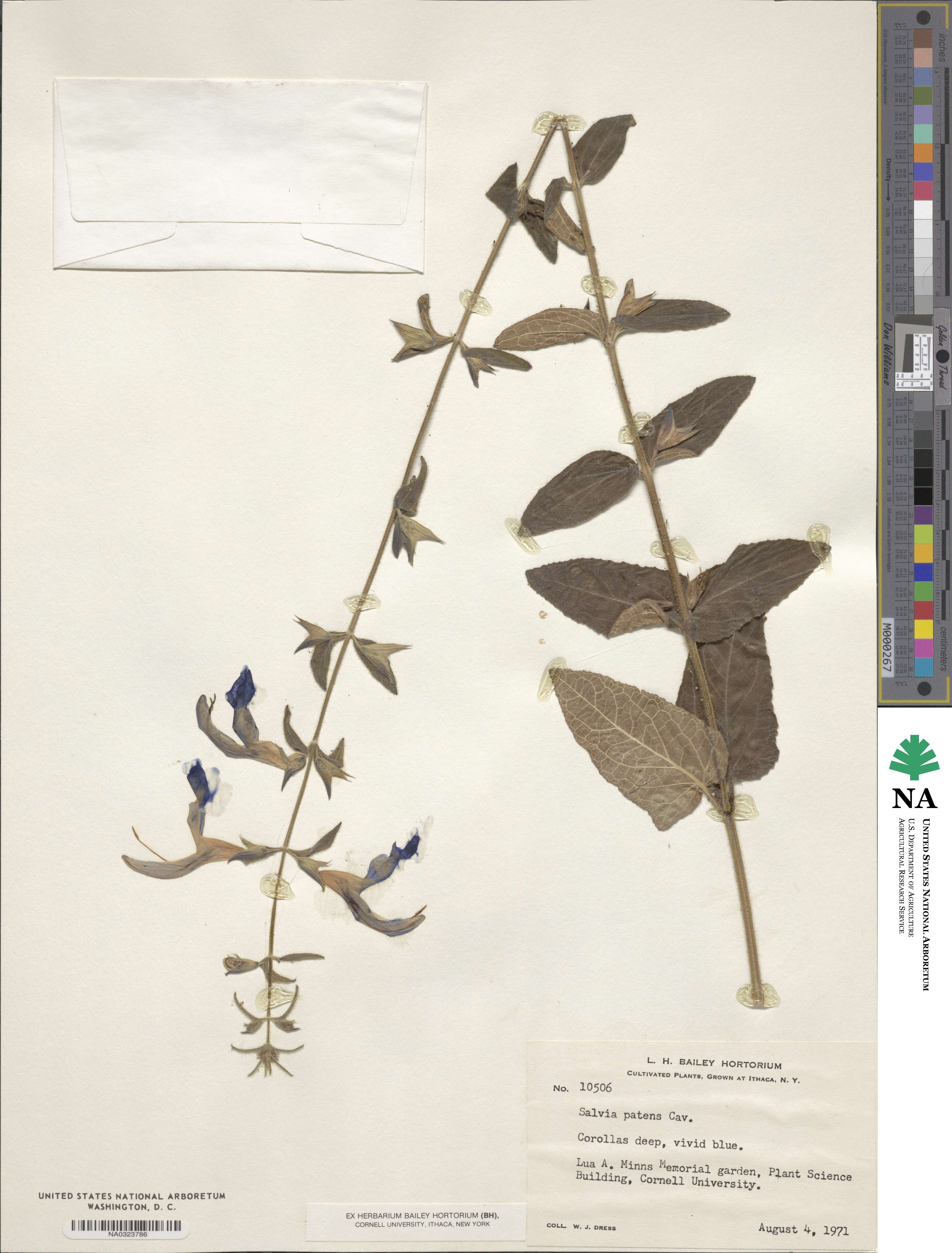 Salvia patens image