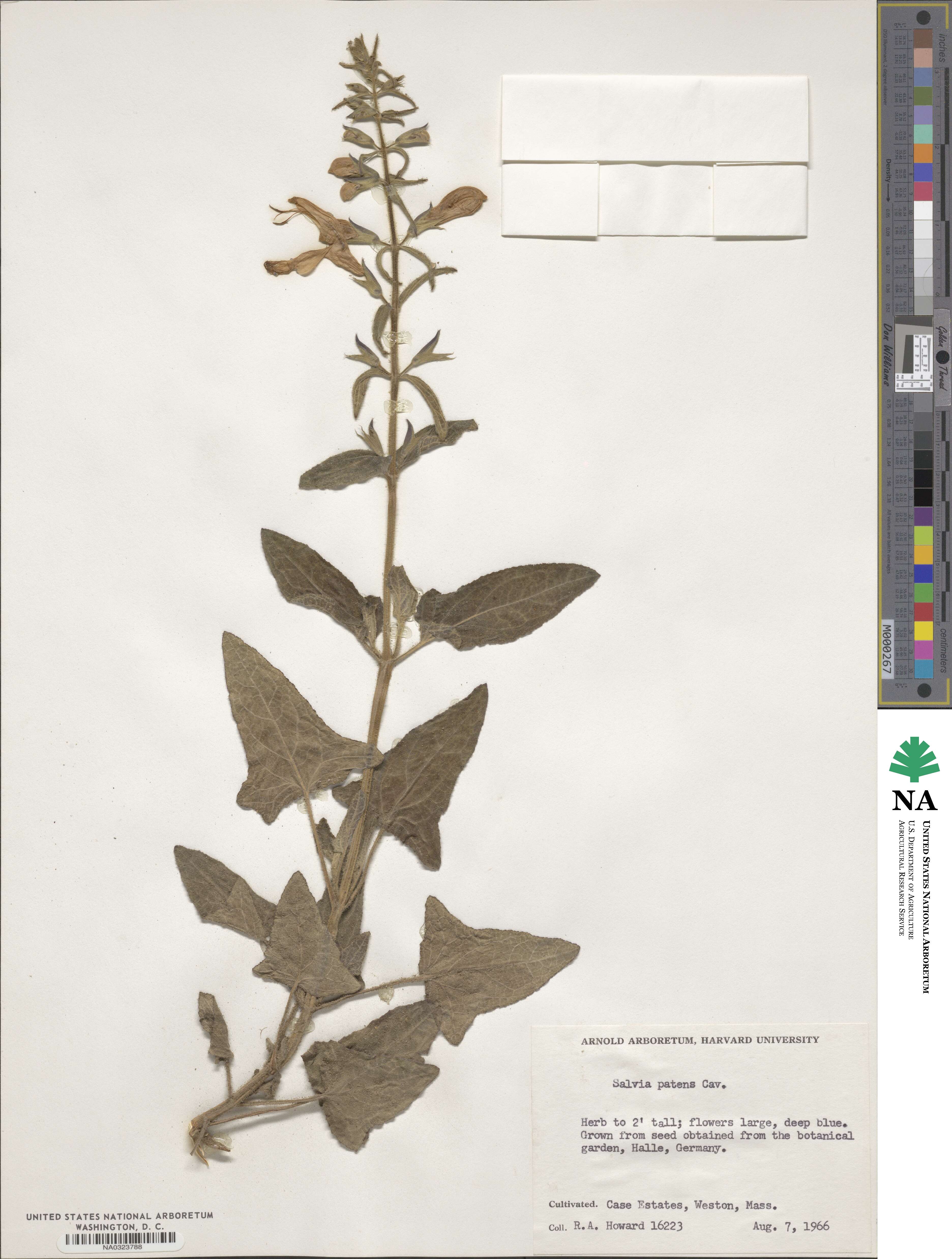 Salvia patens image