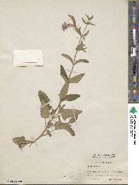 Salvia patens image