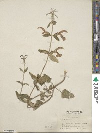 Salvia patens image