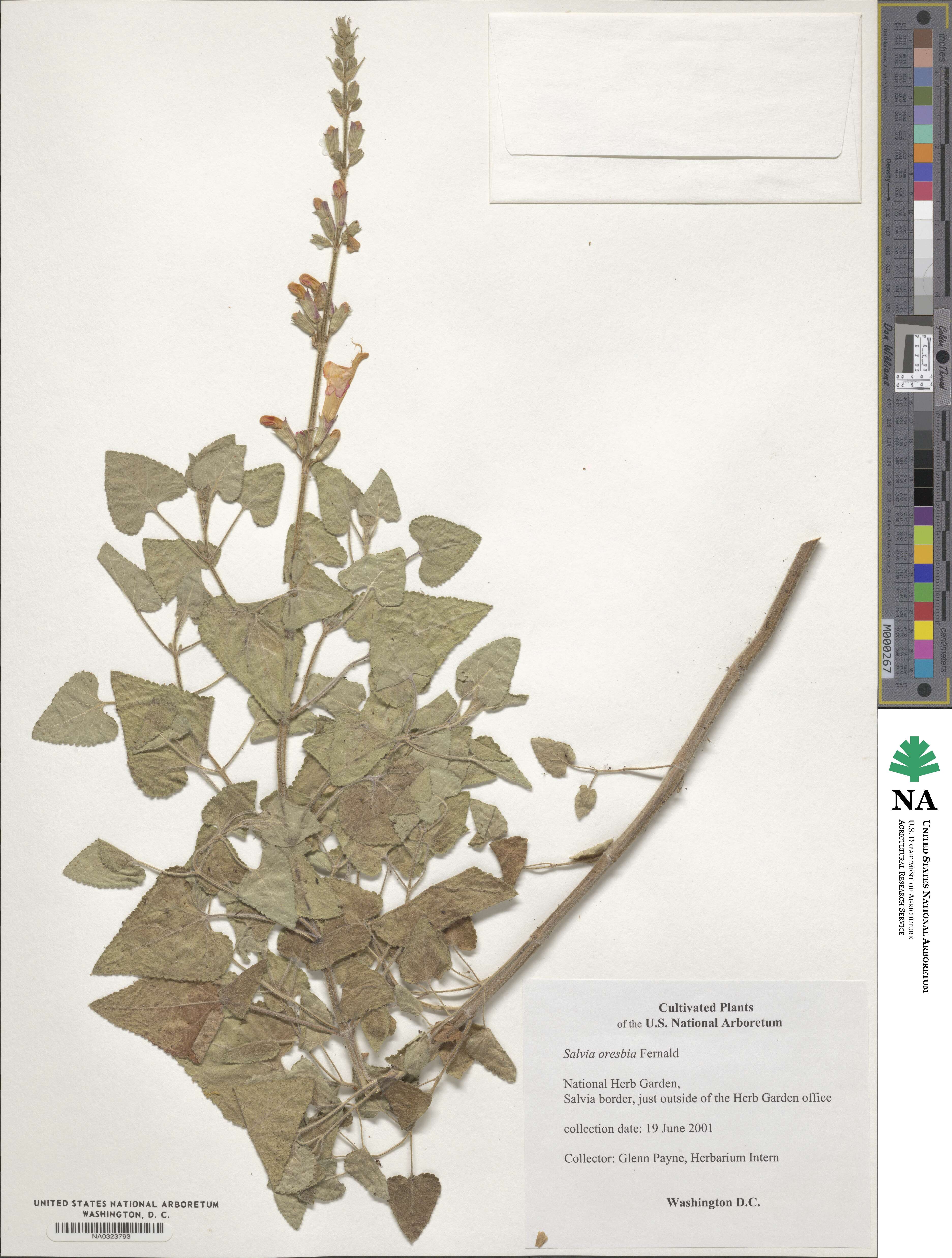 Salvia oresbia image
