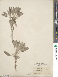 Salvia officinalis image