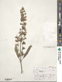 Salvia officinalis image