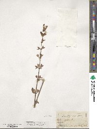 Salvia officinalis image