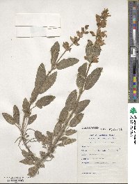 Salvia officinalis image