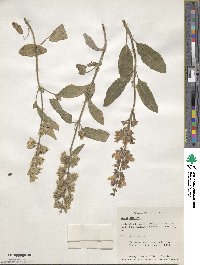 Salvia officinalis image