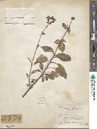 Salvia officinalis image