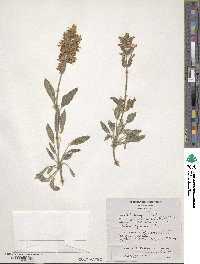 Salvia officinalis image