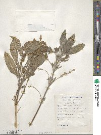 Salvia officinalis image