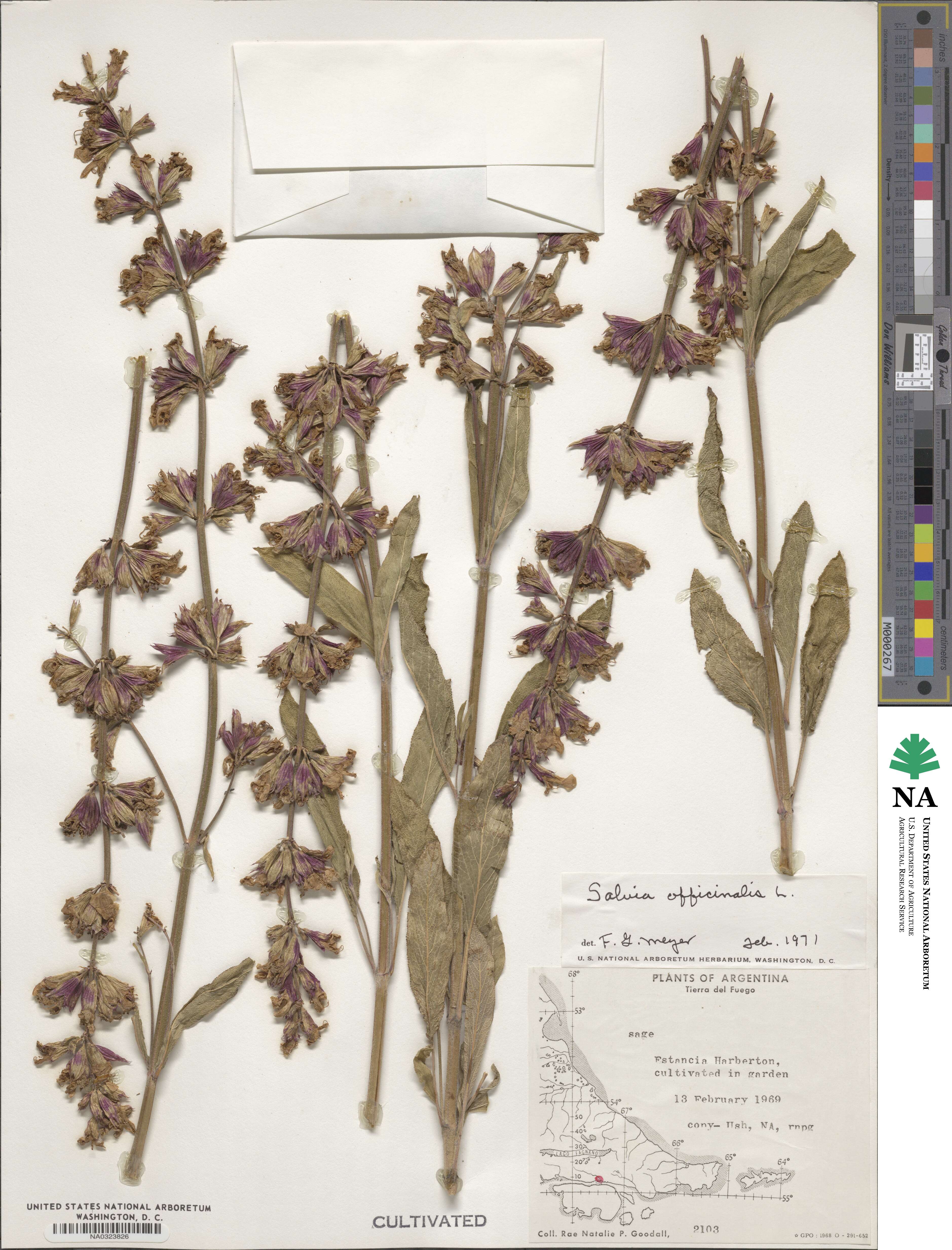 Salvia officinalis image