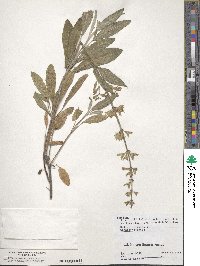 Salvia officinalis image