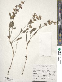 Salvia officinalis image