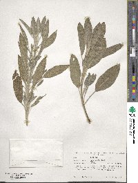 Salvia officinalis image