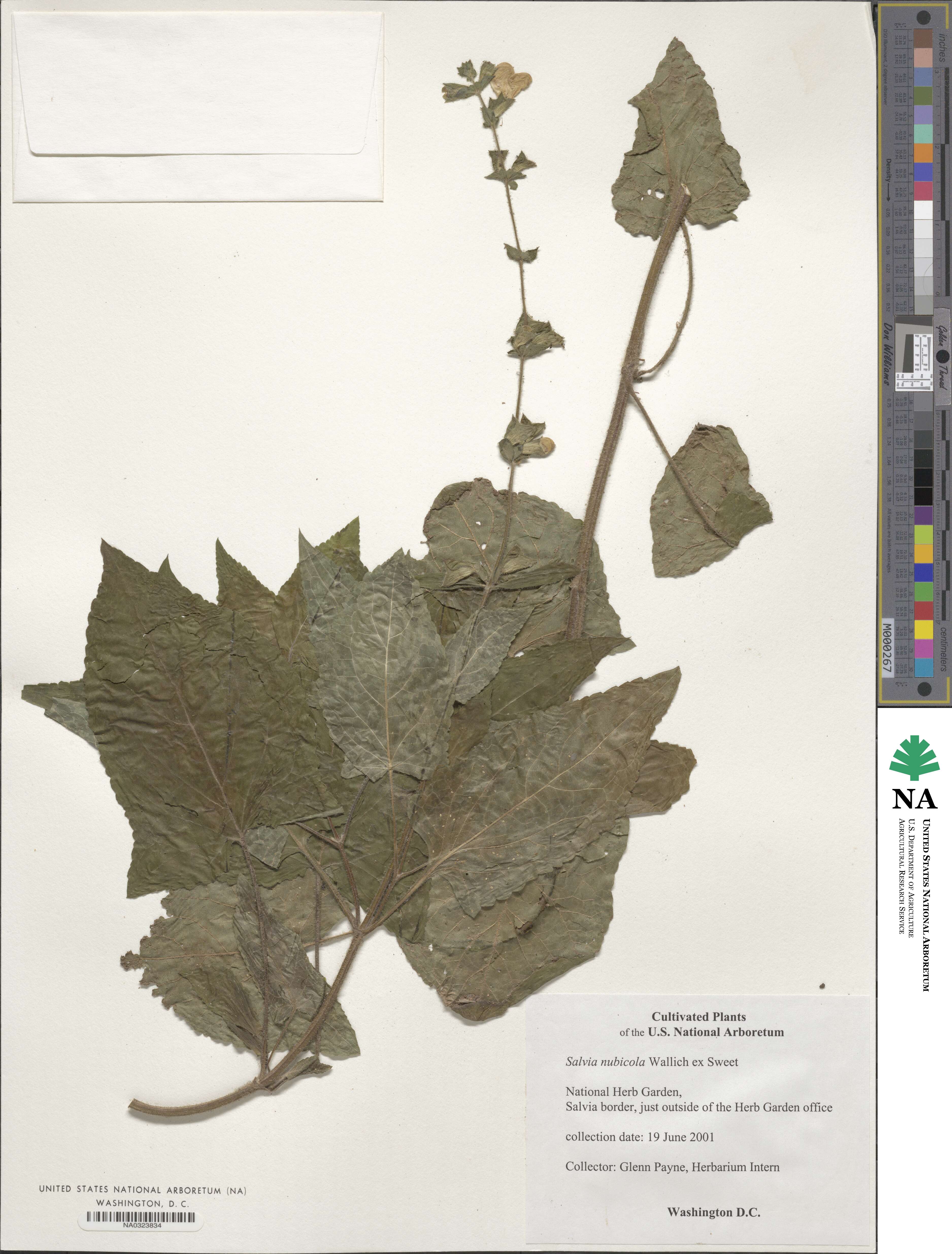 Salvia nubicola image