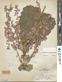 Salvia sclarea image