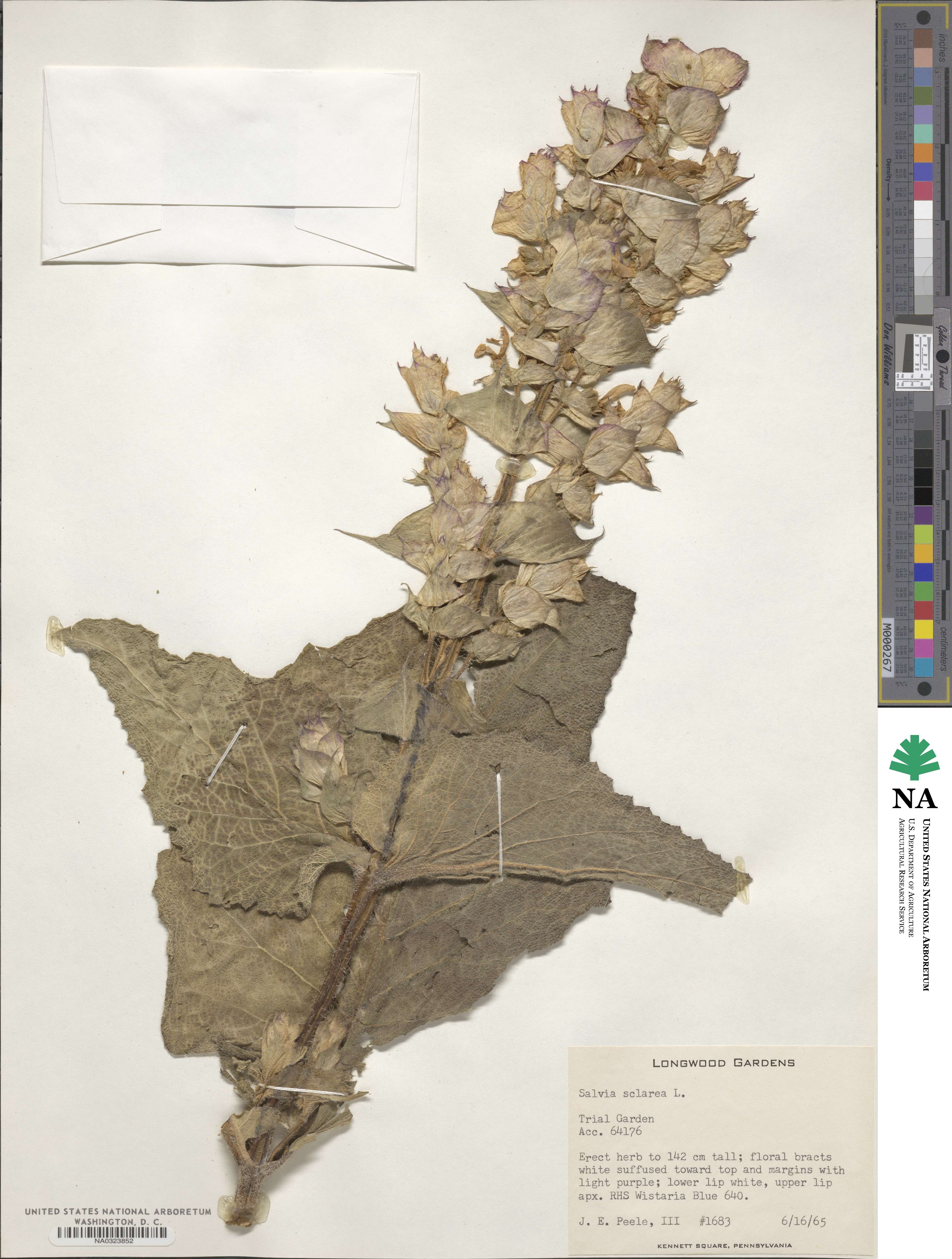 Salvia sclarea image