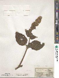 Salvia sclarea image