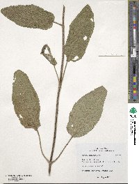 Salvia scabiosifolia image