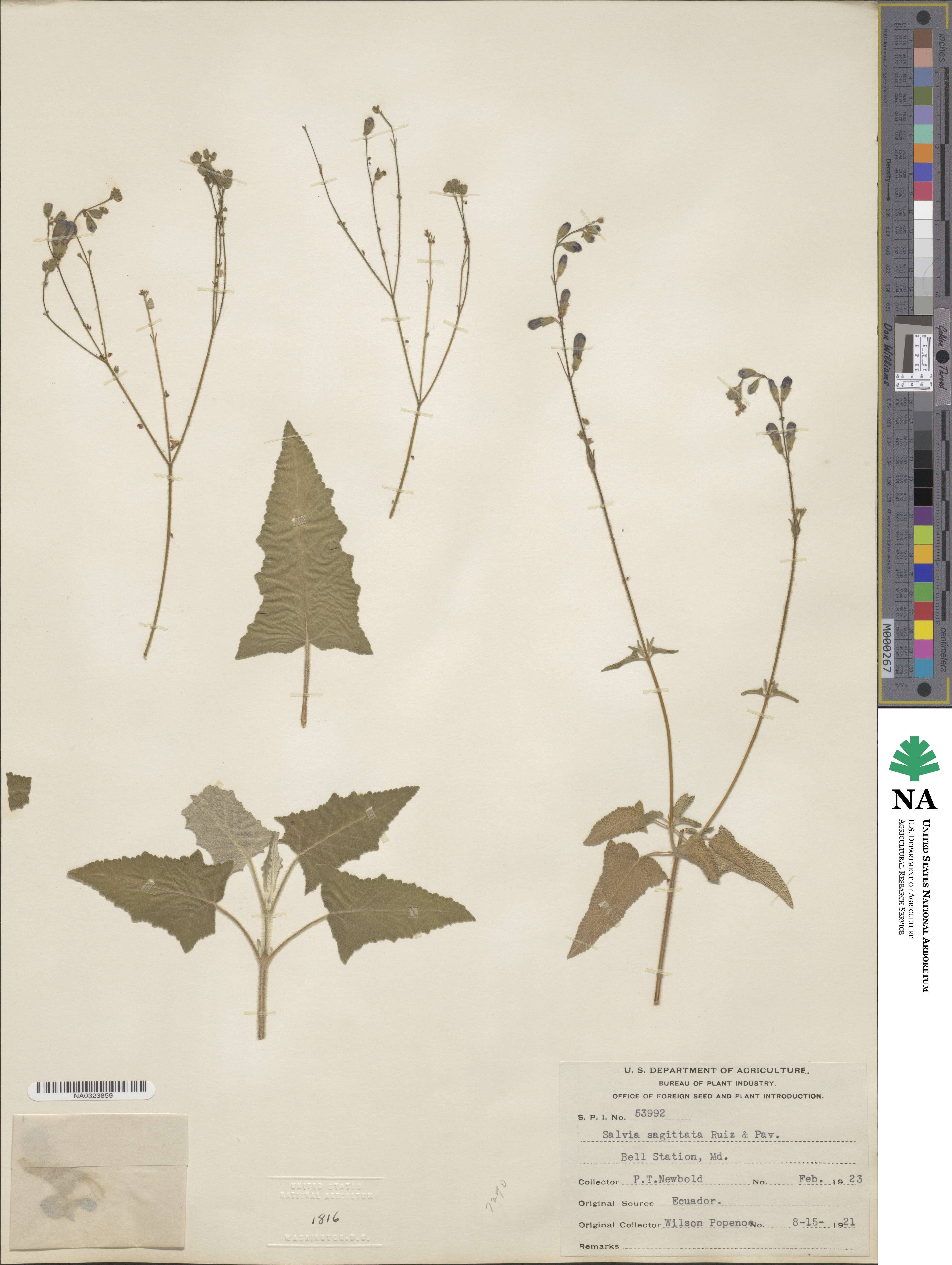 Salvia sagittata image