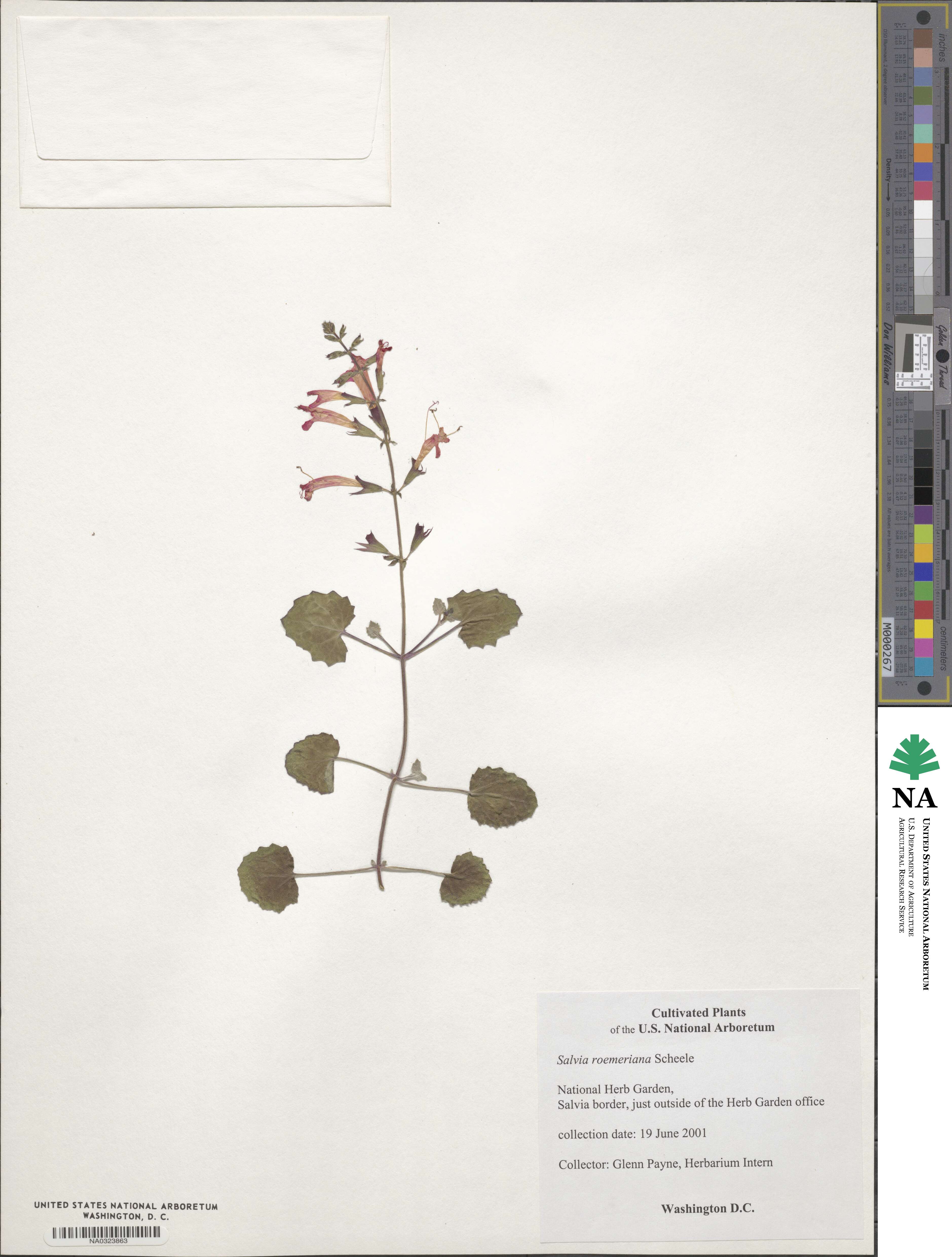 Salvia roemeriana image