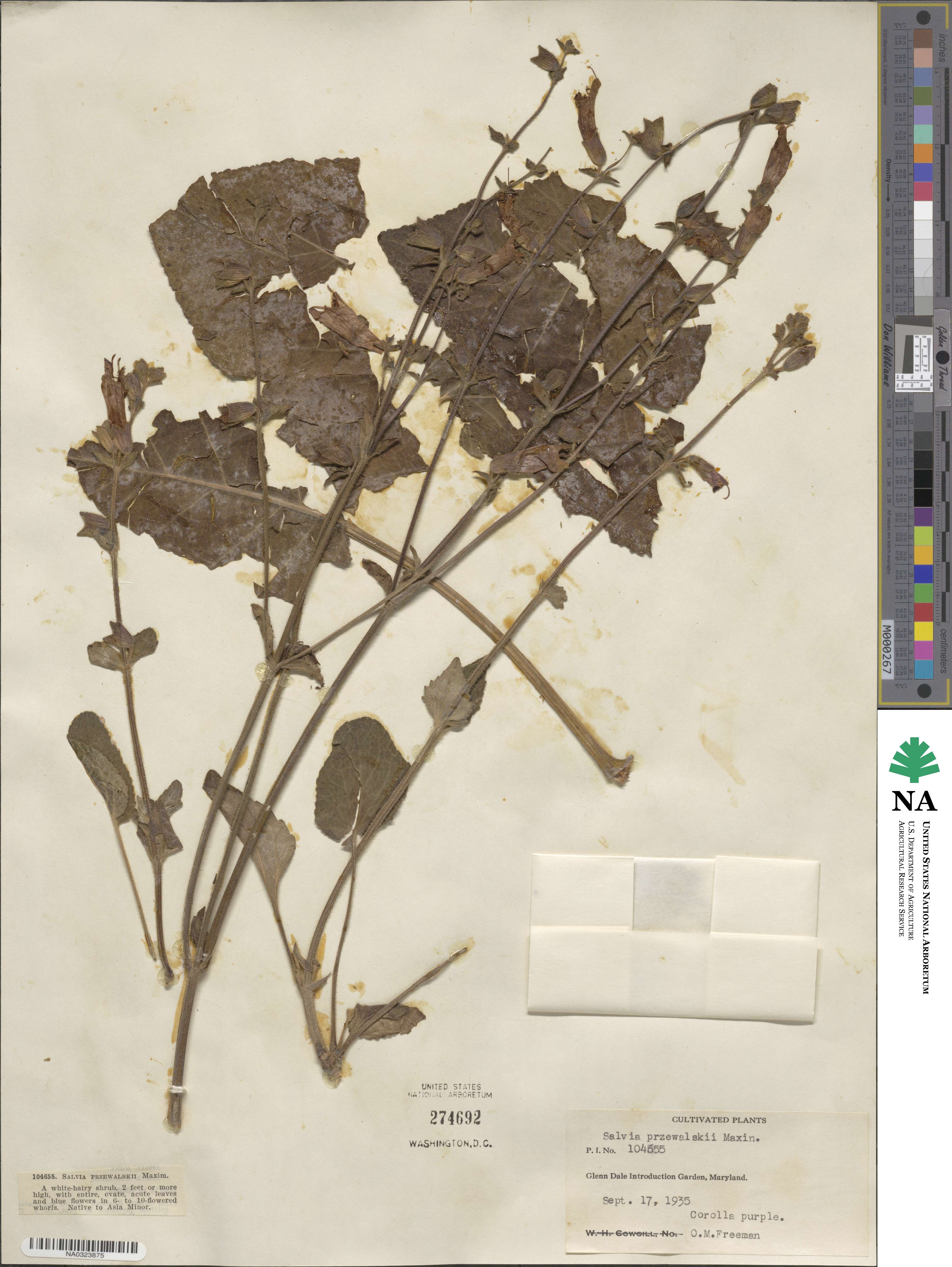 Salvia przewalskii image