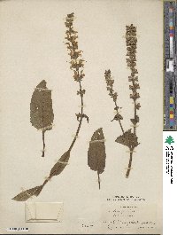 Salvia pratensis image