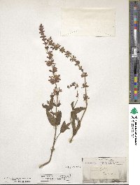 Salvia pratensis image