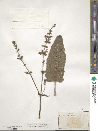 Salvia pratensis image