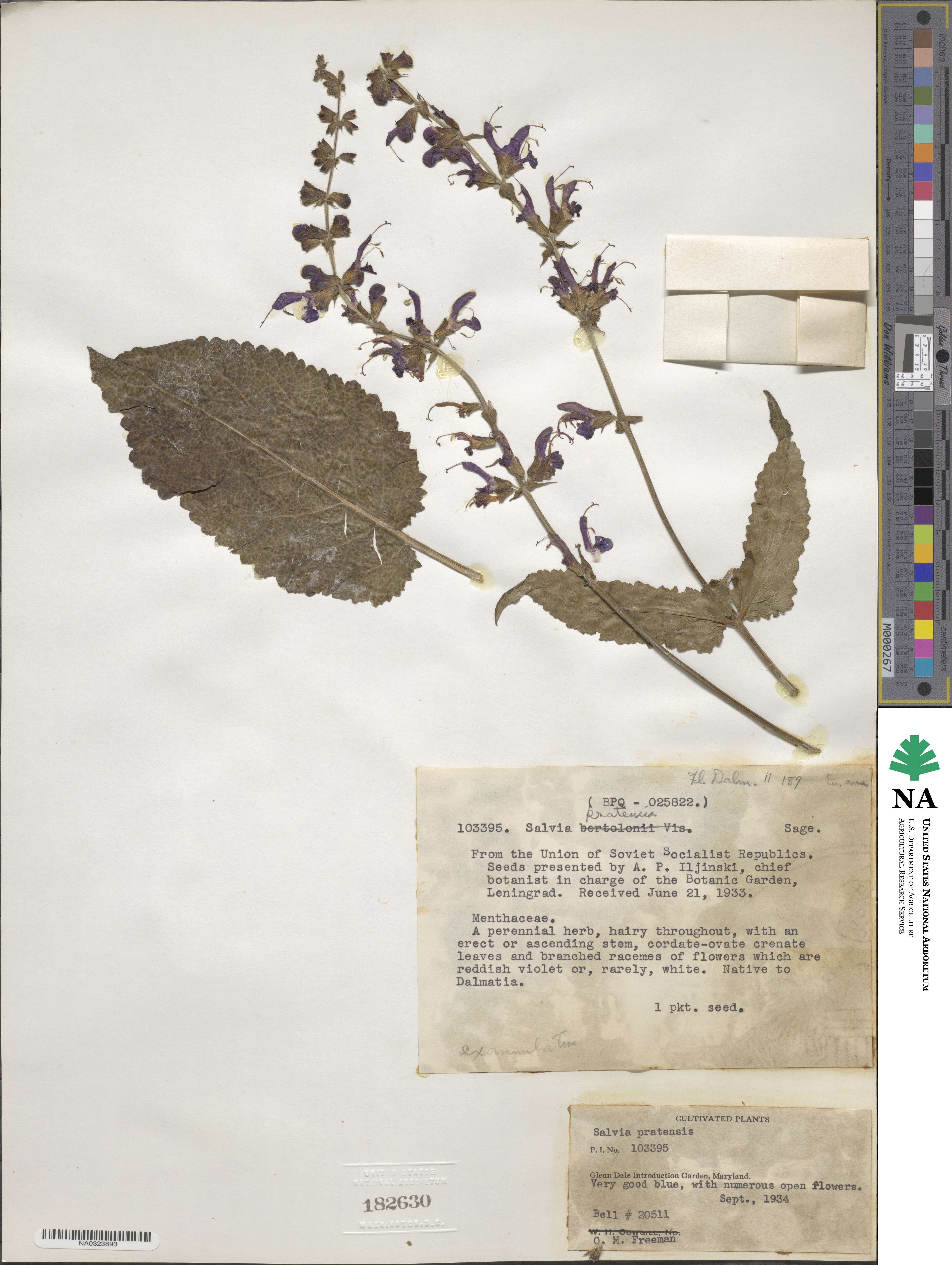 Salvia pratensis image