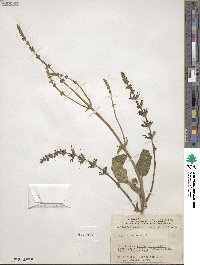 Salvia pratensis image