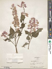 Salvia splendens image