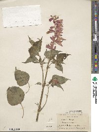 Salvia splendens image