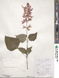 Salvia splendens image