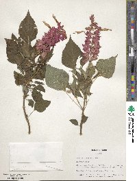 Salvia splendens image