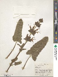 Salvia spathacea image