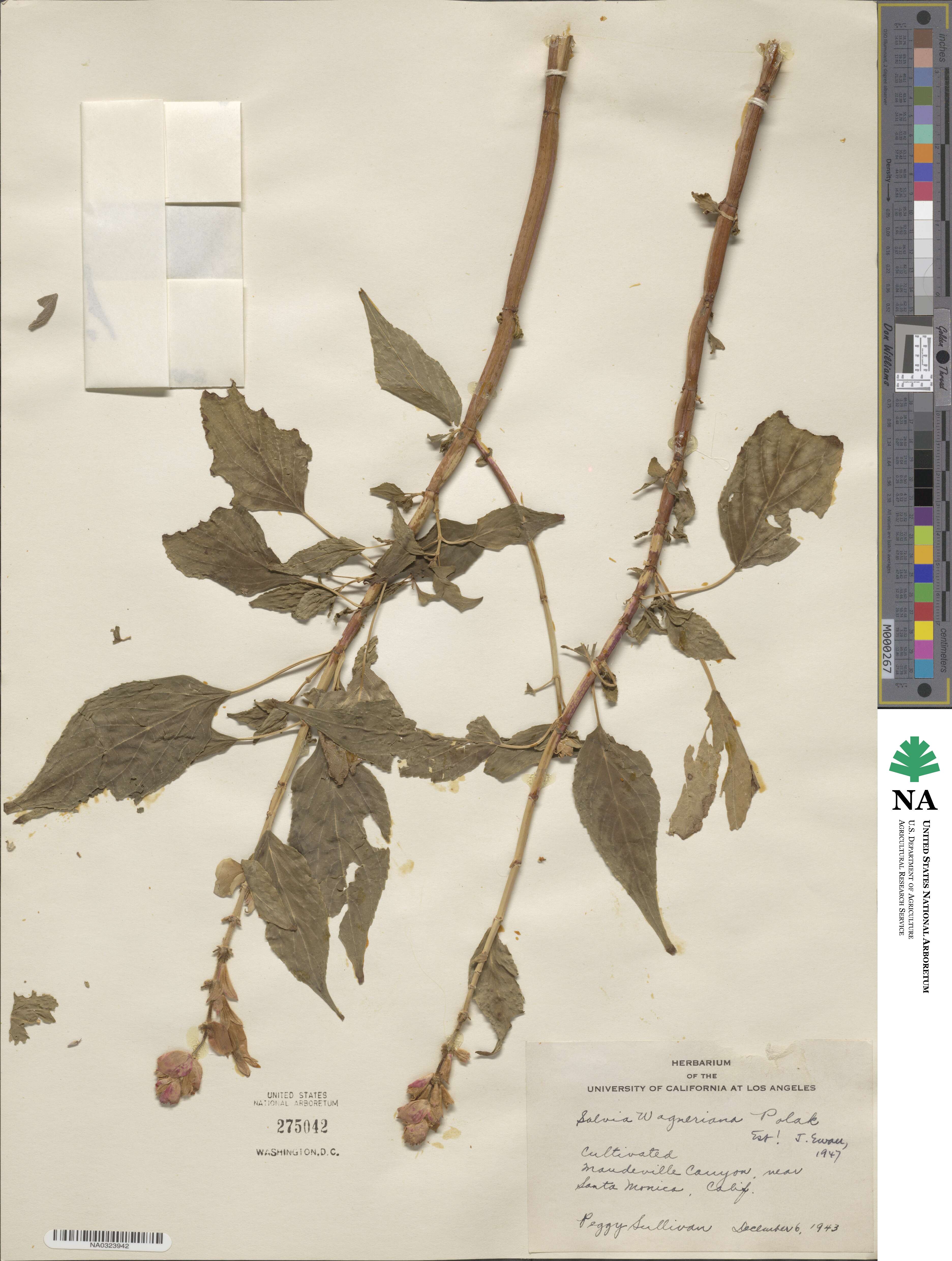 Salvia wagneriana image