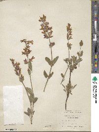 Salvia pratensis image