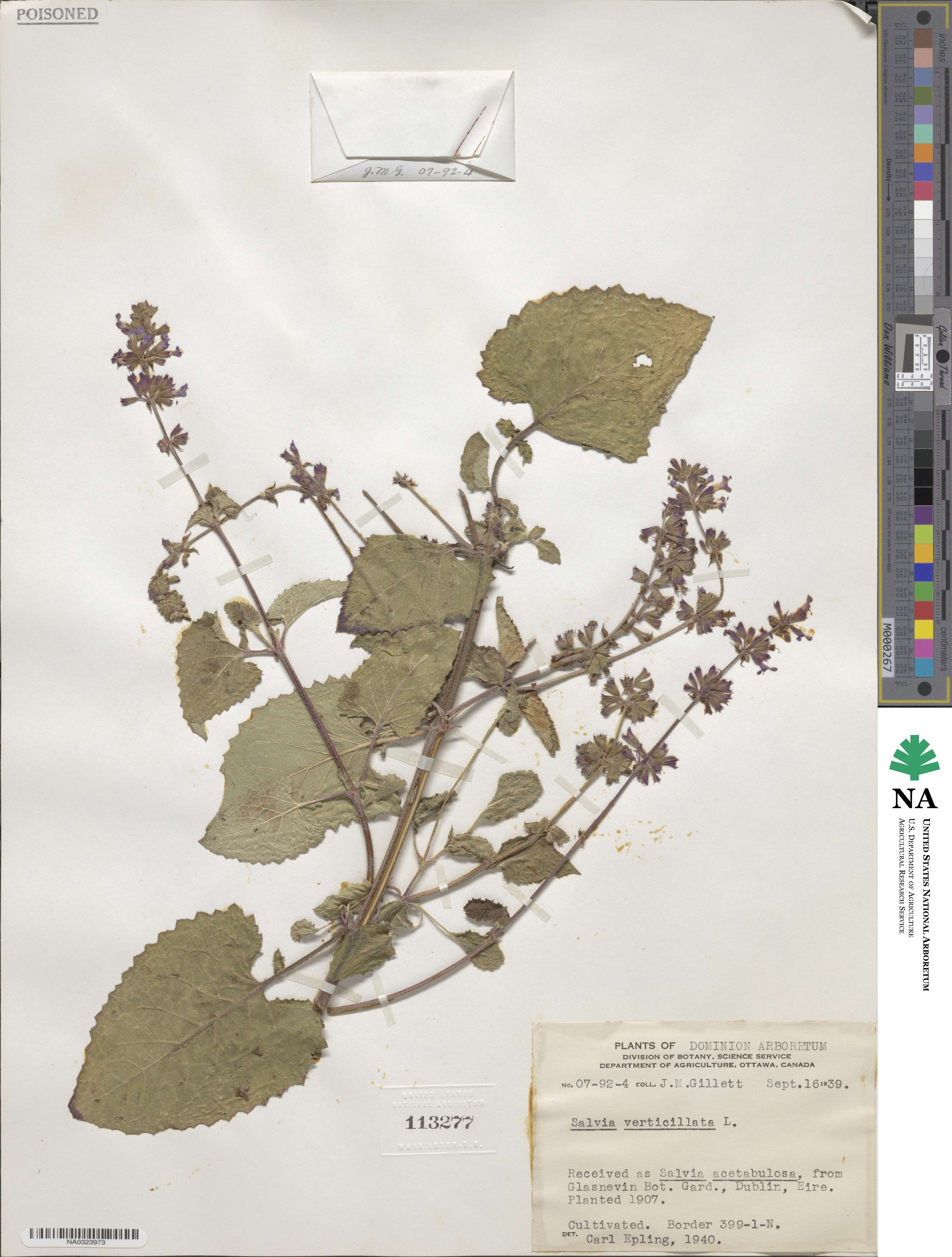 Salvia verticillata image