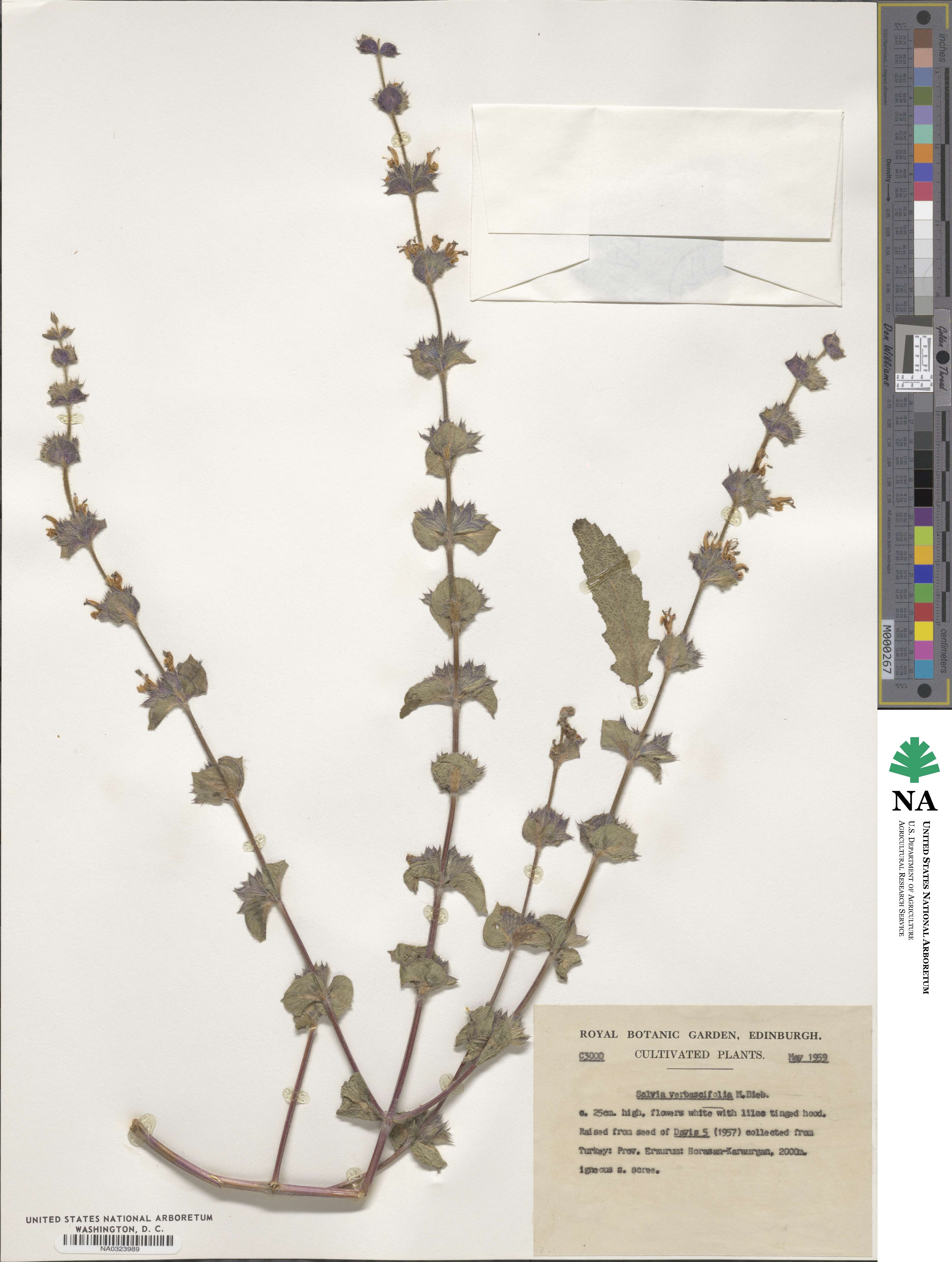 Salvia verbascifolia image
