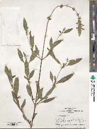 Salvia uliginosa image