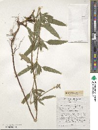 Salvia uliginosa image