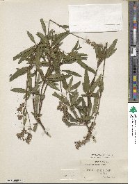 Salvia uliginosa image