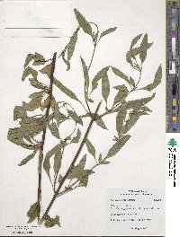 Salvia uliginosa image