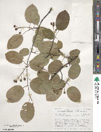 Amelanchier arborea image