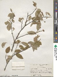 Amelanchier arborea image