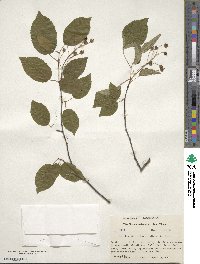 Amelanchier arborea image