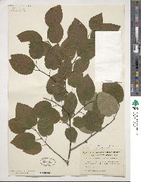 Amelanchier arborea image